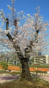 H24.04.12かしわ公園桜携帯縮小