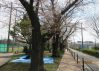 H29.04.02学田公園・さくら