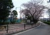 H29.04.06H29.04.06練馬すずしろの散歩道・学田公園付近・桜満開