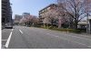 H31.03.31千川通り・桜２Ｌ