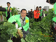 H28.12.04第10回練馬大根引っこ抜き競技大会・神田氏畑 (1)