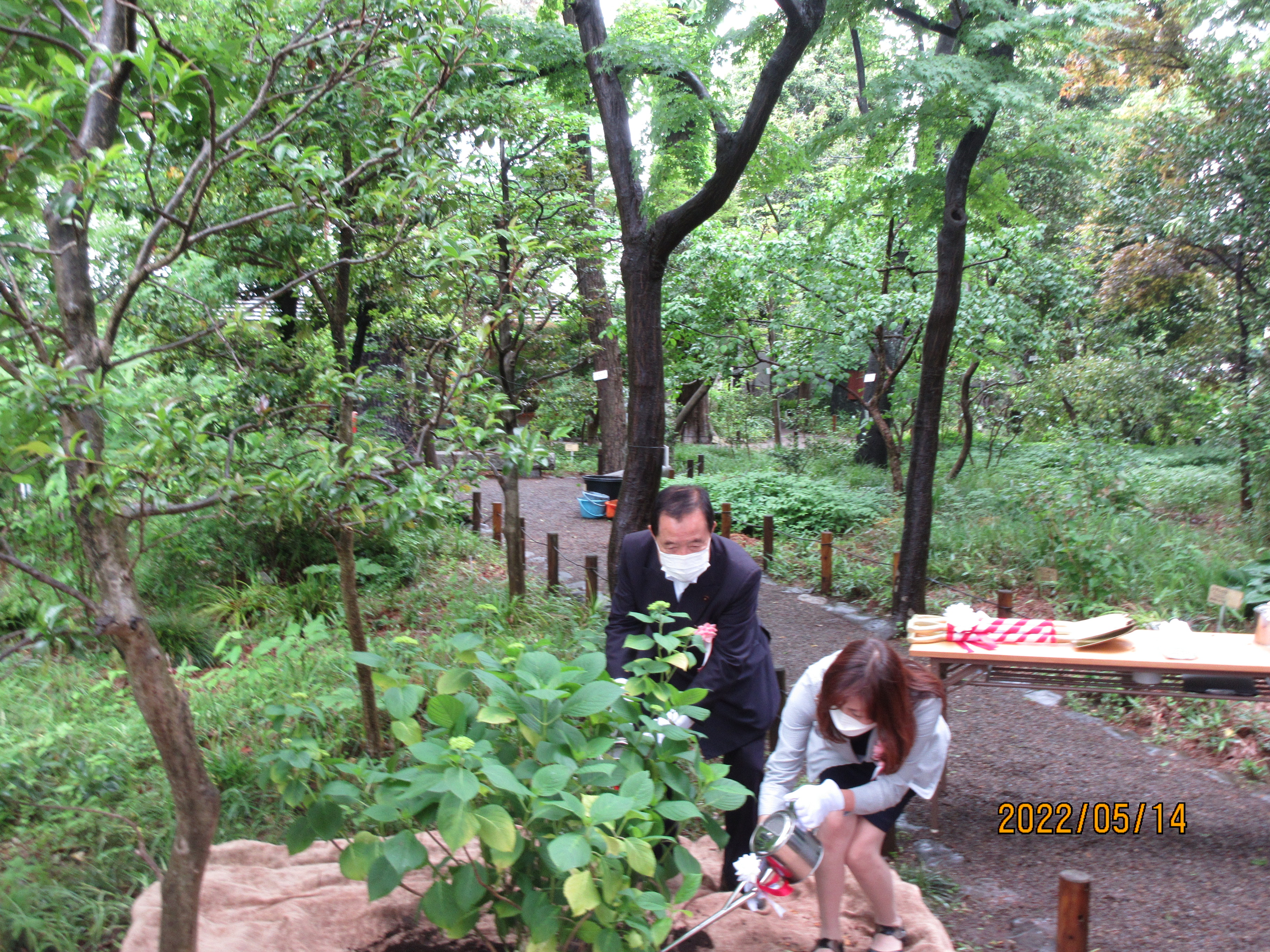 R04.05.14牧野記念庭園・ヒメアジサイ植樹式